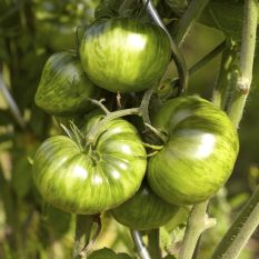 NEXT ARRIVAL 20.06 - Premium green Merinda tomatoes from Sicily - 500g - sustainable agriculture